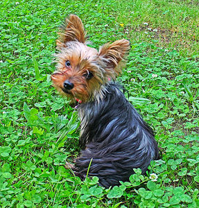 Meet your Posher, Sandra swords